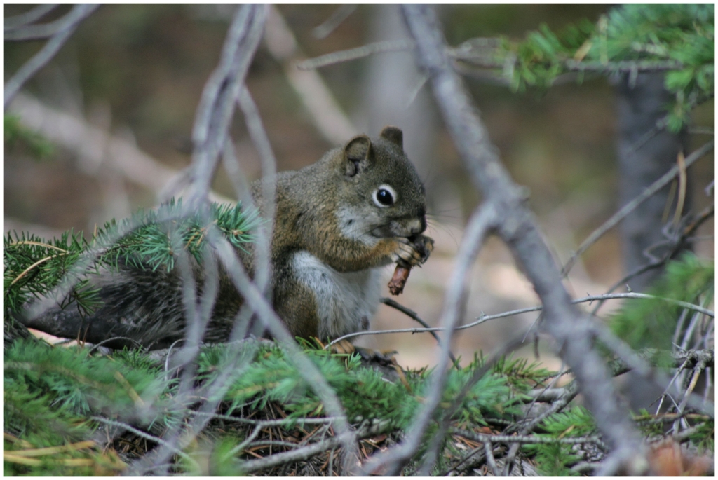 07 - Rocky Mountains NP (14).jpg